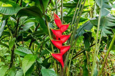 Kurak mevsimde Kosta Rika 'da Tortuguero yakınlarında yetişen bir Heliconia bitkisinin manzarası