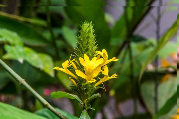 Uma Planta Violeta Amarela Crescendo Selva Perto Tortuguero Costa Rica — Fotografia de Stock