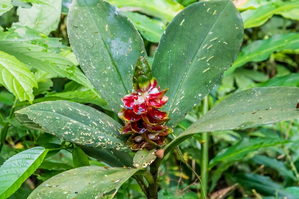 Ένα Φυτό Κρέπα Τζίντζερ Που Αναπτύσσεται Στη Ζούγκλα Κοντά Στο — Φωτογραφία Αρχείου
