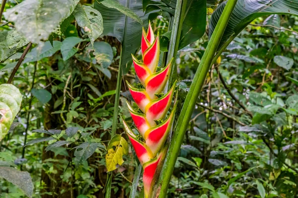 Una Planta Ave Del Paraíso Creciendo Selva Cerca Tortuguero Costa —  Fotos de Stock