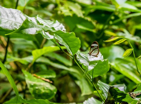 Una Farfalla Vetro Nella Giungla Vicino Tortuguero Costa Rica Durante — Foto Stock