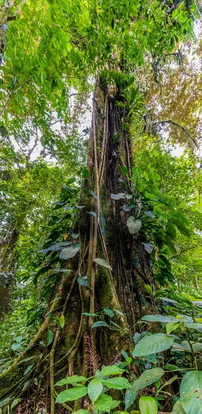 Una Vista Panorámica Árbol Ficus Creciendo Selva Cerca Tortuguero Costa —  Fotos de Stock