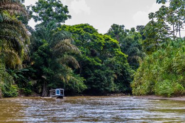 Kurak mevsimde Kosta Rika 'da Tortuguero Nehri' ni çevreleyen yoğun bir orman manzarası