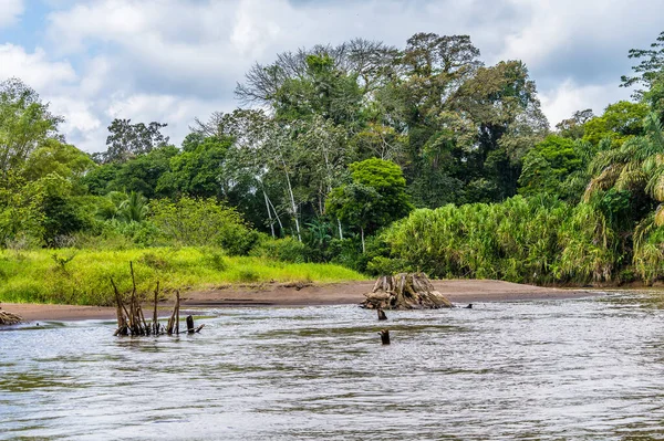 Pohled Pařezy Stromů Směrem Zátoce Řece Torsee Kostarice Během Období — Stock fotografie