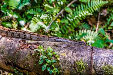 Kurak mevsimde Kosta Rika 'daki Tortuguero Nehri' nin yanındaki ağaç kütüğündeki Boa yılanı manzarası