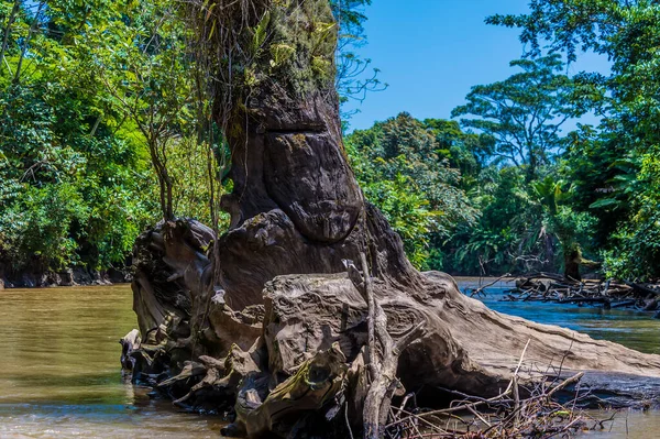 Άποψη Ενός Κορμού Δέντρων Στον Ποταμό Tortuguero Στην Κόστα Ρίκα — Φωτογραφία Αρχείου