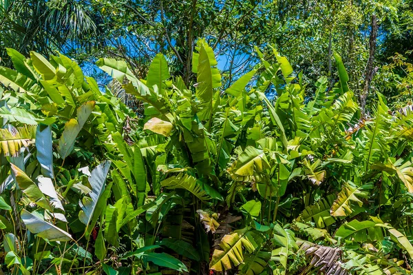Pohled Husté Listí Březích Řeky Torsee Kostarice Během Období Sucha — Stock fotografie