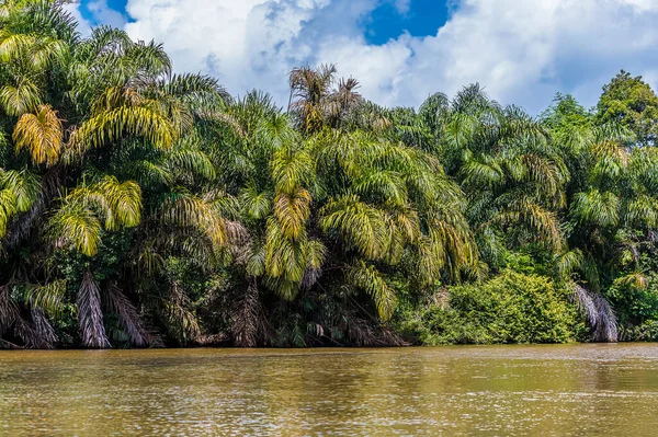 Pohled Husté Listoví Džungle Podél Břehů Řeky Torsee Kostarice Během — Stock fotografie