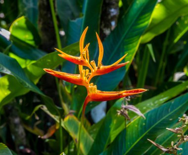 Kurak mevsimde Kosta Rika 'da denize yakın Tortuguero Nehri' nin yanındaki Parlayan Cennet Kuşu bitkisinin manzarası
