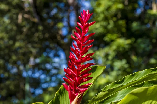 View Red Ginger Plant Tortuguero River Close Sea Costa Rica — Stock Photo, Image