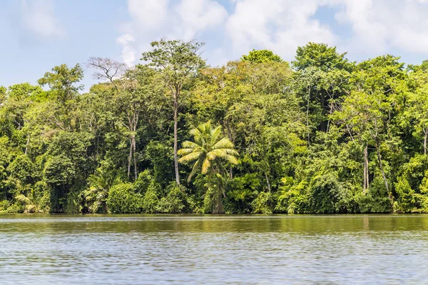 Pohled Deštný Prales Řeky Torsee Blízkosti Moře Kostarice Během Období — Stock fotografie
