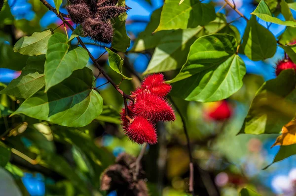 Сухий Сезон Дереві Тортуґеро Коста Рика Відкривається Вид Губну Помаду — стокове фото