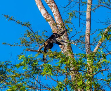 Kurak mevsimde Kosta Rika 'da Tortuguero' da ağaçlara tırmanan bir maymun ve bebek manzarası