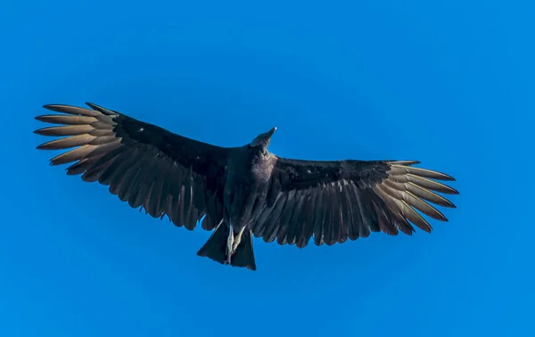 View Black Vulture Tortuguero Costa Rica Dry Season — Stock Photo, Image