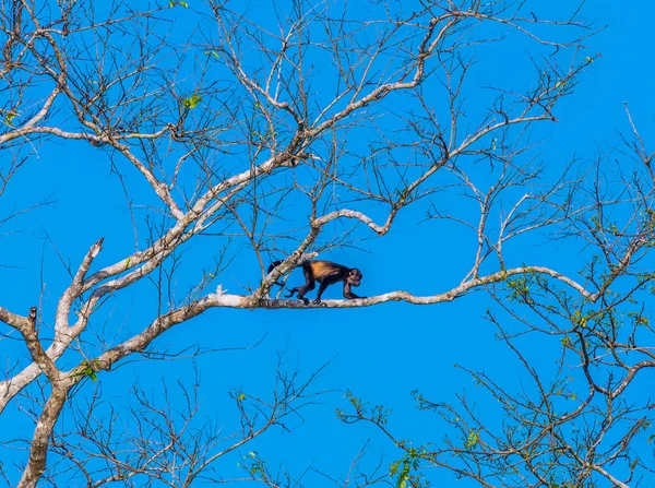 Kilátás Egy Üvöltő Majom Mászik Fák Tortuguero Costa Rica Száraz — Stock Fotó