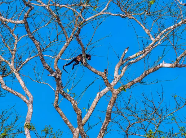 Kilátás Egy Üvöltő Majom Fák Tortuguero Costa Rica Száraz Évszakban — Stock Fotó