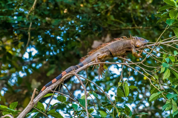 Kurak Mevsimde Kosta Rika Tortuguero Ağaçta Bir Erkek Iguananın Görüntüsü — Stok fotoğraf