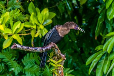 Kurak mevsimde Kosta Rika 'daki Tortuguero Nehri' nin yanında yiyecek arayan bir Anhinga manzarası