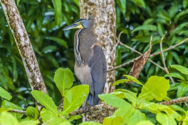 Kurak mevsimde Kosta Rika 'daki Tortuguero Nehri' nin yanındaki Tiger Heron manzarası