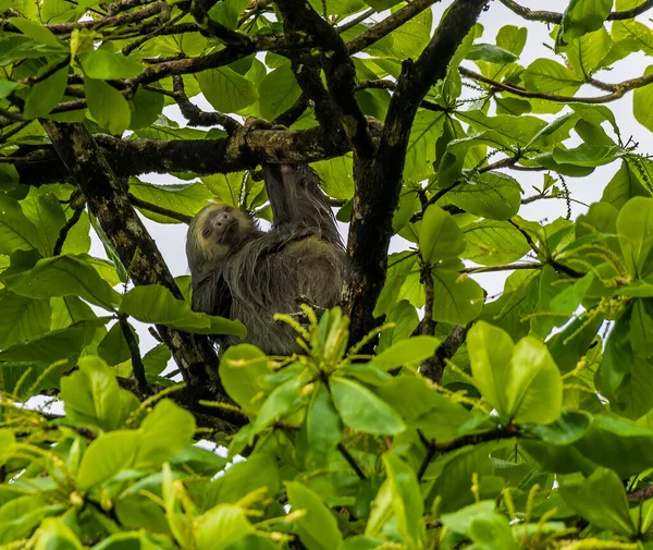 Uitzicht Een Twee Toed Sloth Beschutting Tegen Regen Aan Tortuguero — Stockfoto