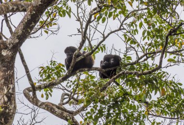 Kurak mevsimde Kosta Rika 'daki Tortuguero Nehri üzerindeki örümcek maymunlarının manzarası