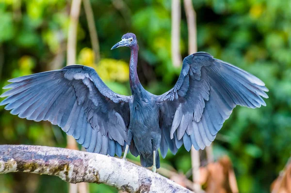 Widok Blue Heron Suszenie Skrzydeł Obok Rzeki Tortuguero Kostaryce Porze — Zdjęcie stockowe