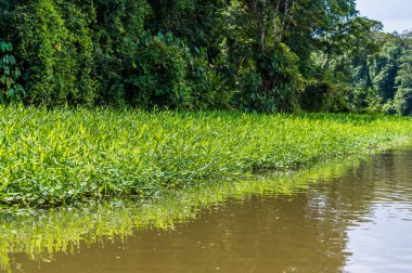 Kurak mevsimde Kosta Rika 'daki Tortuguero Nehri' nde Seagrass boyunca bir manzara