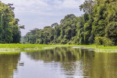 Kurak mevsimde Kosta Rika 'daki Tortuguero Nehri' nin bir kolunun manzarası