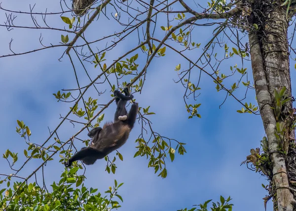 Uitzicht Een Howler Monkey Klimmend Boven Tortuguero Rivier Costa Rica — Stockfoto