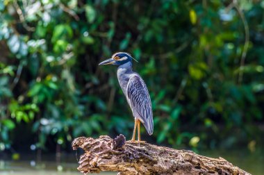 Kurak mevsim boyunca Kosta Rika 'daki Tortuguero Nehri' nin sularının üzerindeki bir dalda sarı taçlı Gece Balıkçıl kuşunun yakın görüntüsü.
