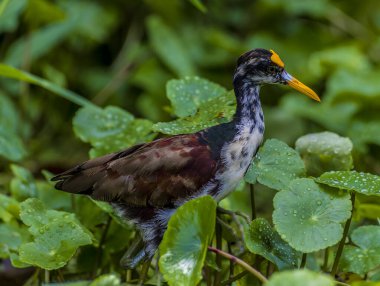 Kurak mevsim boyunca Kosta Rika 'daki Tortuguero Nehri' nin sularında yüzen dişi bir Jacana kuşunun yakından görüntüsü.