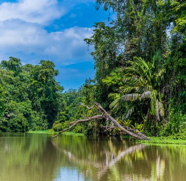 Pohled Odrazy Přítoku Řeky Torsee Kostarice Během Období Sucha — Stock fotografie