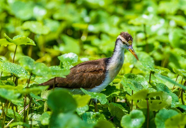 A view of a male Northern Jacana bird wading beside the waters of the Tortuguero River in Costa Rica during the dry season
