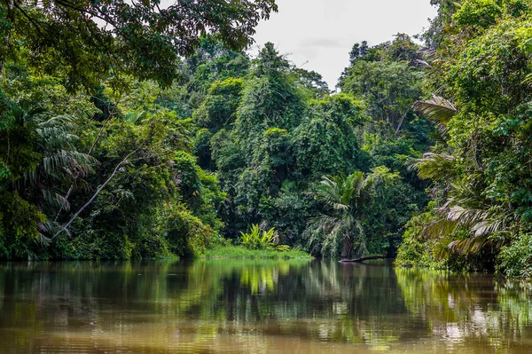 哥斯达黎加托尔图格洛河一条支流的水域在旱季反映的灌丛景观 — 图库照片