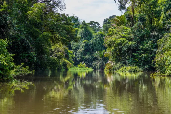 stock image A view of reflections down a tributary of the Tortuguero River in Costa Rica during the dry season