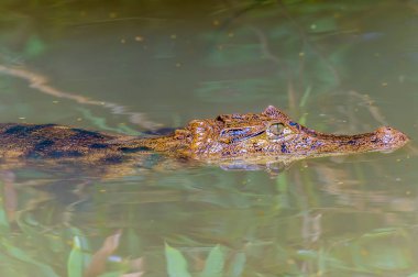 Kurak mevsimde Kosta Rika 'daki Tortuguero Nehri' ne akan bir akarsuda yüzen bir kaymanın kafasının yakın çekimi.