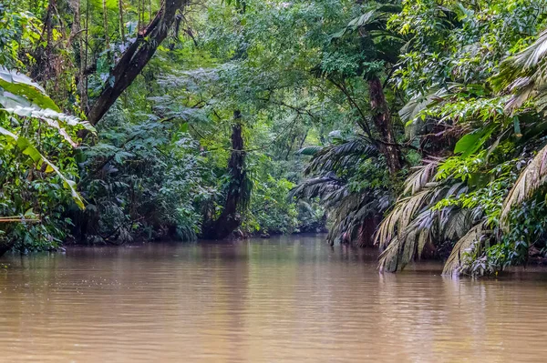 Pohled Hustou Džungli Obklopující Přítok Řeky Torsee Kostarice Během Období — Stock fotografie