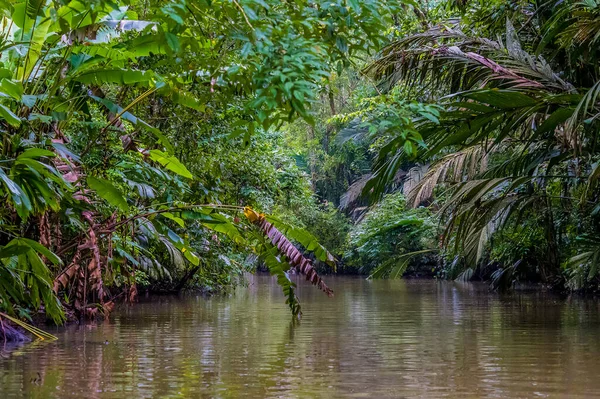 Вид Густі Джунглі Довкола Притоки Річки Тортуґеро Коста Риці Сухий — стокове фото