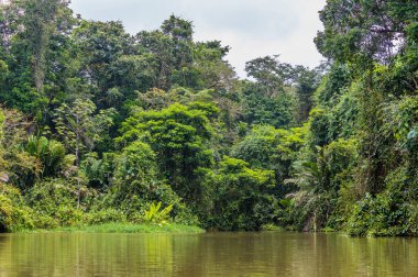 Kurak mevsimde Kosta Rika 'daki Tortuguero Nehri' nin akarsularını çevreleyen orman manzarası