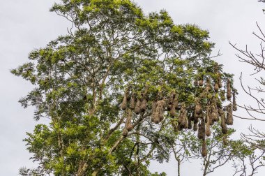 Kurak mevsimde Kosta Rika 'daki Tortuguero Nehri' nin yanındaki sarı kuyruklu Oropendola yuvalarının yakın görüntüsü