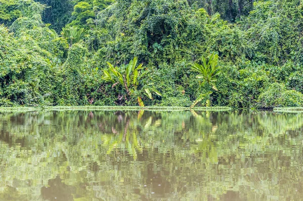 Pohled Džungli Odrážející Přítoku Řeky Torsee Kostarice Během Období Sucha — Stock fotografie