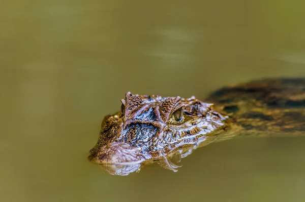 View Head Caiman Surfacing Tributary Tortuguero River Costa Rica Dry — Stock Photo, Image