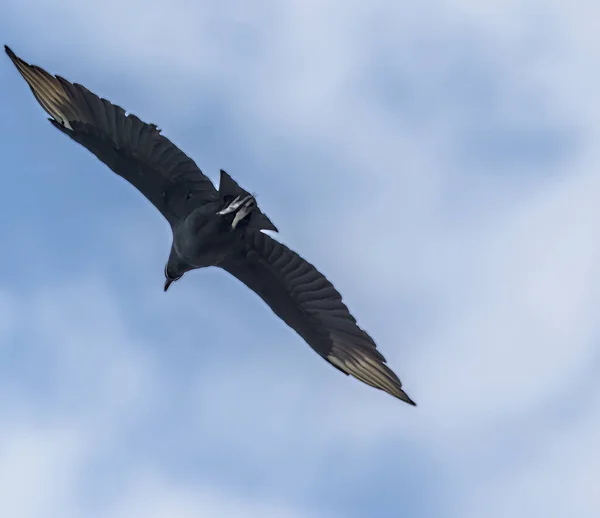 View Black Vulture High Tortuguero River Costa Rica Dry Season — Stock Photo, Image