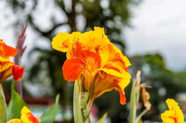 Pohled Canna Lily Central Parku Fortuna Kostarika Období Sucha — Stock fotografie
