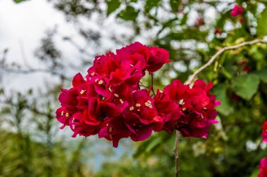 Kurak mevsimde La Fortuna, Kosta Rika 'nın kenar mahallelerinde büyüyen bir kartonpiyerin yakın görüntüsü
