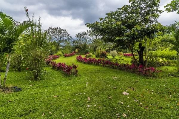 A view of a path lined with Ti Plants on the outskirts of La Fortuna, Costa Rica in the dry season