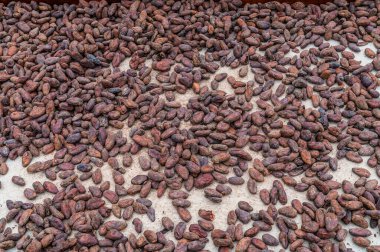 Kurak mevsimde La Fortuna, Kosta Rika 'da kabuklarından çıkarılıp kurutulan kakao çekirdekleri manzarası