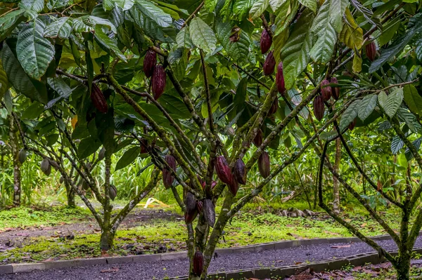 Una Vista Las Vainas Cocao Madurando Fortuna Costa Rica Durante —  Fotos de Stock