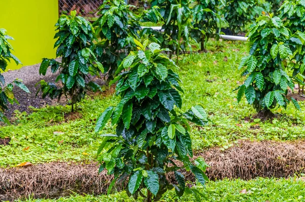 Blick Auf Kaffeebohnen Die Während Der Trockenzeit Auf Einem Feld — Stockfoto
