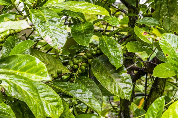 Blick Auf Kaffeebohnen Auf Einem Baum Auf Einem Feld Der — Stockfoto